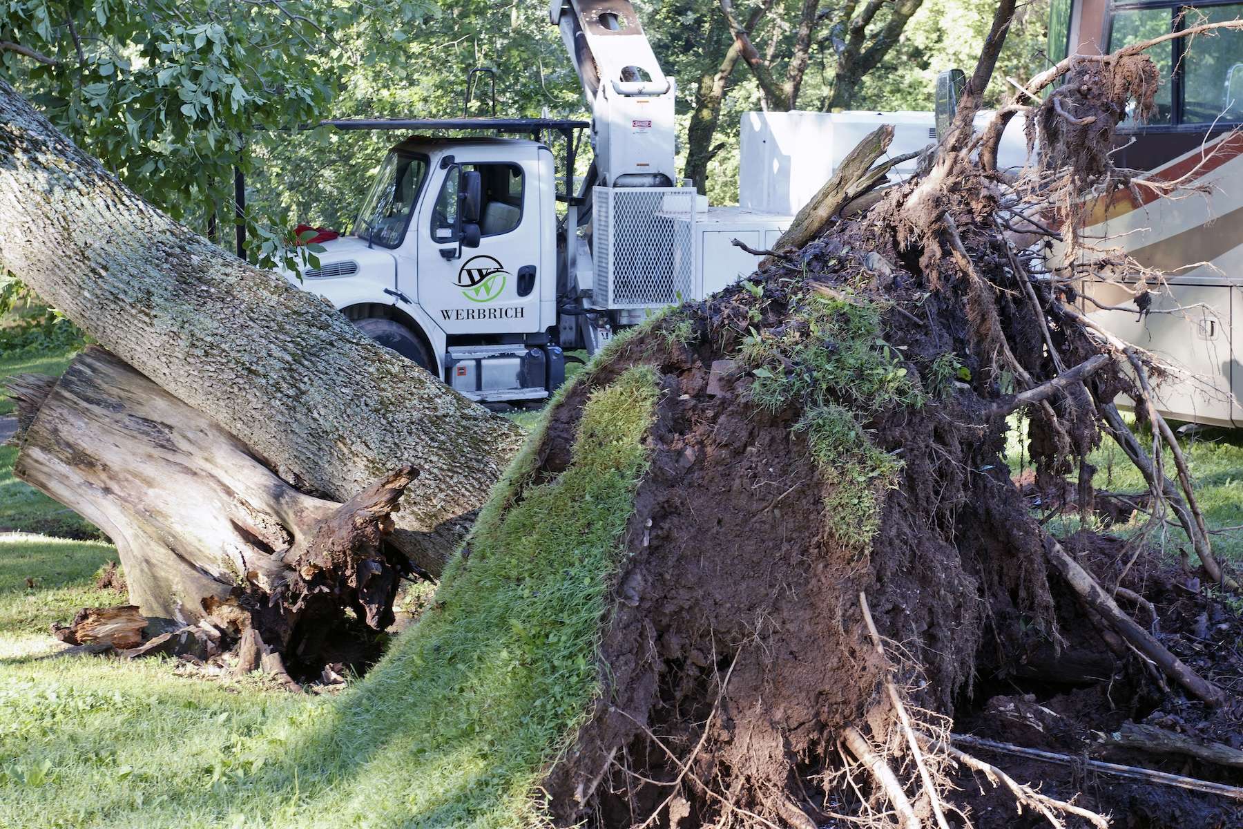 Tree removal service in Cincinnati