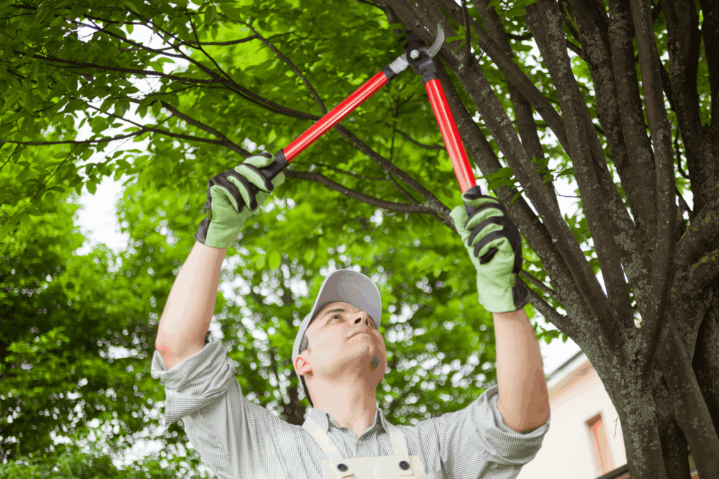 tree care