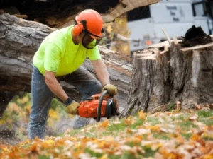 tree service