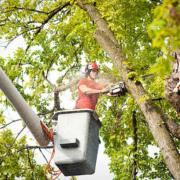Tree Service