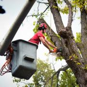Tree Service