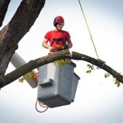 Tree Service