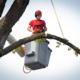 Tree Service