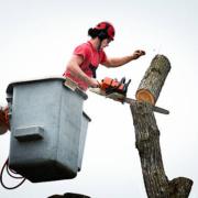 Tree Service